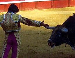 Bullfighter teasing a bull which is vomiting blood, (c)LACS